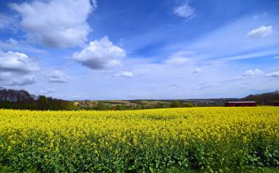 Okolice Nowej Huty: rzepak w tym roku oszalał - zdjęcie 23