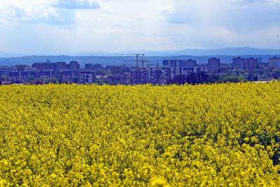Okolice Nowej Huty: rzepak w tym roku oszalał - zdjęcie 5