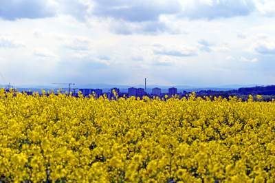 Okolice Nowej Huty: rzepak w tym roku oszalał - zdjęcie 21