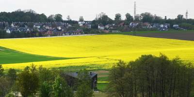 Okolice Nowej Huty: rzepak w tym roku oszalał - zdjęcie 7