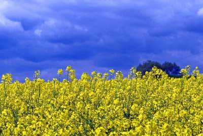 Okolice Nowej Huty: rzepak w tym roku oszalał - zdjęcie 22