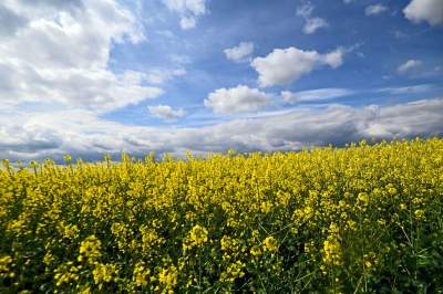 Okolice Nowej Huty: rzepak w tym roku oszalał - zdjęcie 24