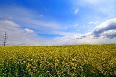 Okolice Nowej Huty: rzepak w tym roku oszalał - zdjęcie 15