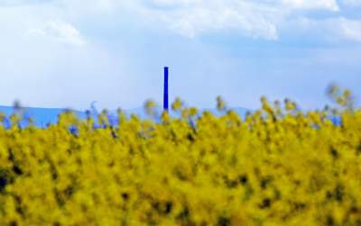 Okolice Nowej Huty: rzepak w tym roku oszalał - zdjęcie 10