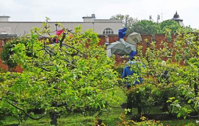 Takie Kontrasty w ogrodach Zamku Królewskiego na Wawelu.  Niedługo znikną... - zdjęcie 20