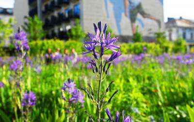 Park Szymborskiej utonął w białych i czarnych tulipanach - zdjęcie 27