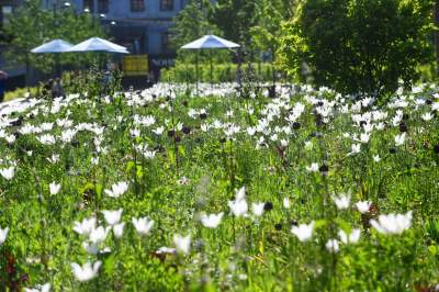 Park Szymborskiej utonął w białych i czarnych tulipanach - zdjęcie 4