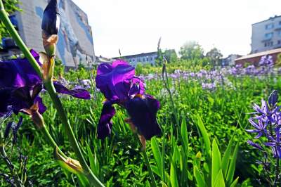 Park Szymborskiej utonął w białych i czarnych tulipanach - zdjęcie 30