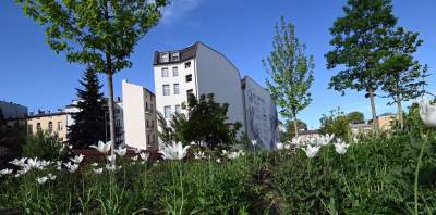 Park Szymborskiej utonął w białych i czarnych tulipanach - zdjęcie 14