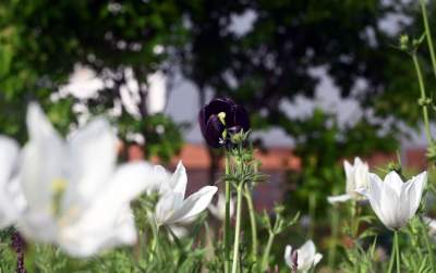 Park Szymborskiej utonął w białych i czarnych tulipanach - zdjęcie 17