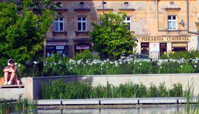 Park Szymborskiej utonął w białych i czarnych tulipanach - zdjęcie 36