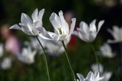 Park Szymborskiej utonął w białych i czarnych tulipanach - zdjęcie 15