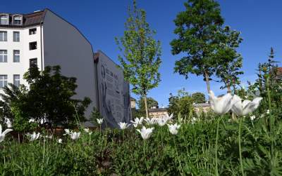 Park Szymborskiej utonął w białych i czarnych tulipanach - zdjęcie 21