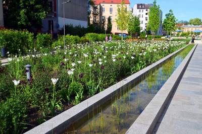 Park Szymborskiej utonął w białych i czarnych tulipanach - zdjęcie 29