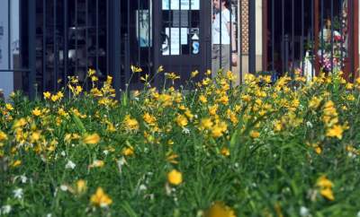 Park Szymborskiej utonął w białych i czarnych tulipanach - zdjęcie 12