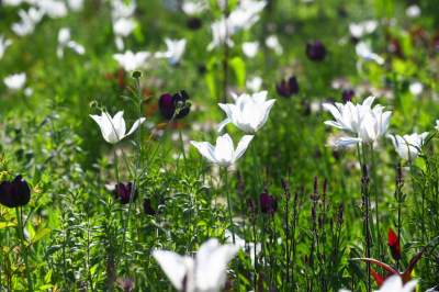 Park Szymborskiej utonął w białych i czarnych tulipanach - zdjęcie 6