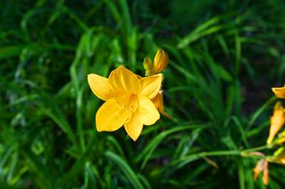 Park Szymborskiej utonął w białych i czarnych tulipanach - zdjęcie 25