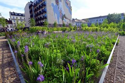 Park Szymborskiej utonął w białych i czarnych tulipanach - zdjęcie 28