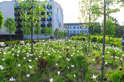 Park Szymborskiej utonął w białych i czarnych tulipanach - zdjęcie 24