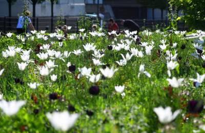Park Szymborskiej utonął w białych i czarnych tulipanach - zdjęcie 3