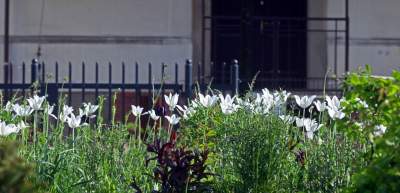 Park Szymborskiej utonął w białych i czarnych tulipanach - zdjęcie 10