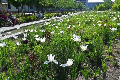 Park Szymborskiej utonął w białych i czarnych tulipanach - zdjęcie 2