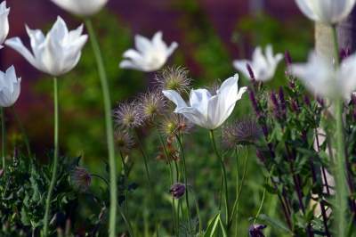 Park Szymborskiej utonął w białych i czarnych tulipanach - zdjęcie 18