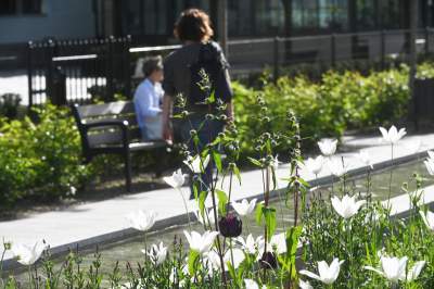 Park Szymborskiej utonął w białych i czarnych tulipanach - zdjęcie 1