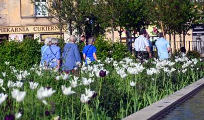 Park Szymborskiej utonął w białych i czarnych tulipanach - zdjęcie 39