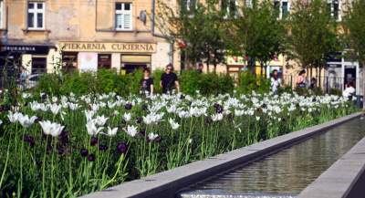 Park Szymborskiej utonął w białych i czarnych tulipanach - zdjęcie 38