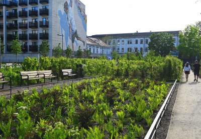 Park Szymborskiej utonął w białych i czarnych tulipanach - zdjęcie 26