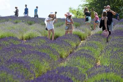 Lawendowe żniwa 2019, Fot. Marek Lasyk - zdjęcie 10