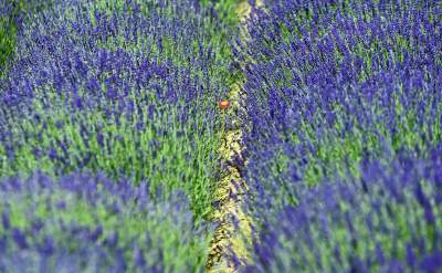 Lawendowe żniwa 2019, Fot. Marek Lasyk - zdjęcie 9