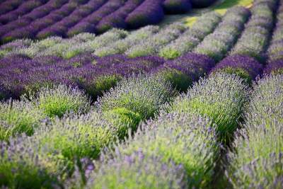 Lawendowe żniwa 2019, Fot. Marek Lasyk - zdjęcie 26