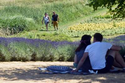Lawendowe żniwa 2019, Fot. Marek Lasyk - zdjęcie 14