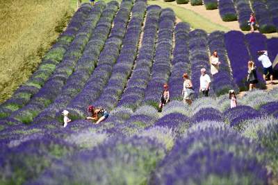 Lawendowe żniwa 2019, Fot. Marek Lasyk - zdjęcie 20