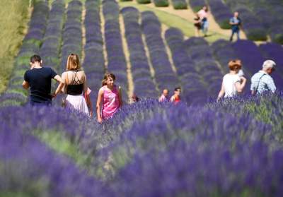 Lawendowe żniwa 2019, Fot. Marek Lasyk - zdjęcie 19