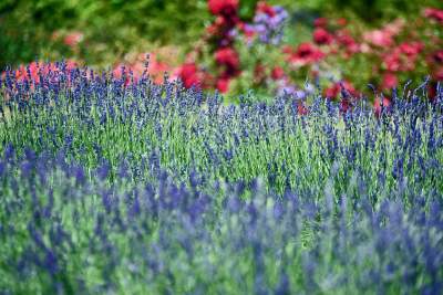 Lawendowe żniwa 2019, Fot. Marek Lasyk - zdjęcie 21