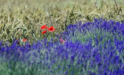 Lawendowe żniwa 2019, Fot. Marek Lasyk - zdjęcie 13