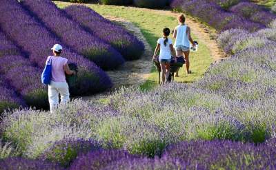 Lawendowe żniwa 2019, Fot. Marek Lasyk - zdjęcie 24