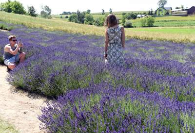 Lawendowe żniwa 2019, Fot. Marek Lasyk - zdjęcie 8