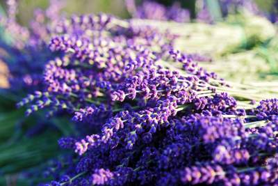 Lawendowe żniwa 2019, Fot. Marek Lasyk - zdjęcie 27