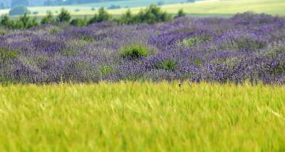 Lawendowe żniwa 2019, Fot. Marek Lasyk - zdjęcie 23