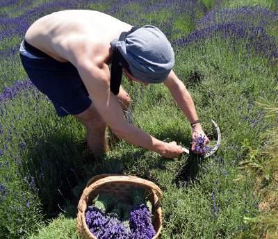 Lawendowe żniwa 2019, Fot. Marek Lasyk - zdjęcie 17