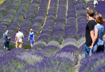 Lawendowe żniwa 2019, Fot. Marek Lasyk - zdjęcie 15