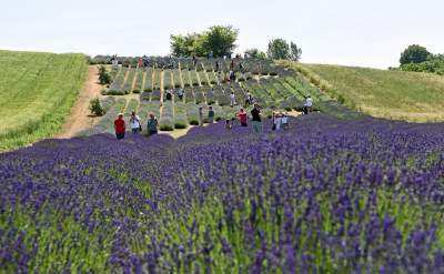 Lawendowe żniwa 2019, Fot. Marek Lasyk - zdjęcie 3