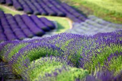 Lawendowe żniwa 2019, Fot. Marek Lasyk - zdjęcie 1