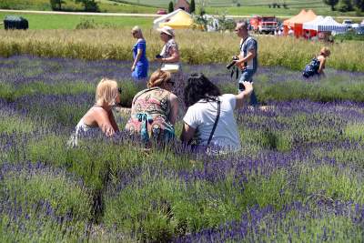 Lawendowe żniwa 2019, Fot. Marek Lasyk - zdjęcie 6