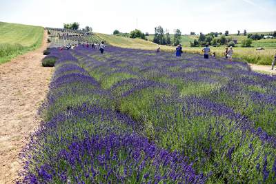 Lawendowe żniwa 2019, Fot. Marek Lasyk - zdjęcie 7