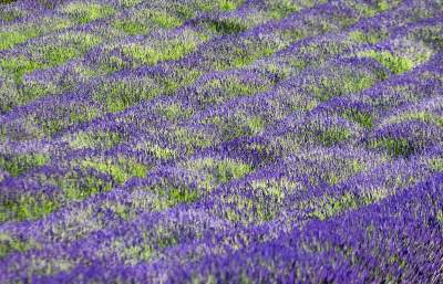 Lawendowe żniwa 2019, Fot. Marek Lasyk - zdjęcie 11